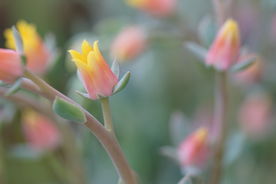 高清多肉花剑 花箭