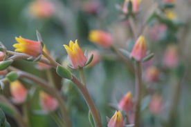 高清多肉花箭 花剑