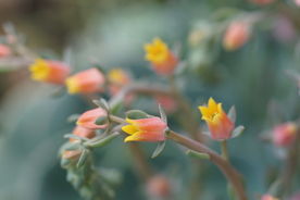 高清 多肉花束 花箭