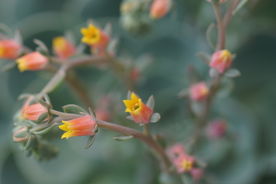 高清多肉花剑 花箭