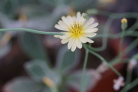 高清 娇嫩野菊花