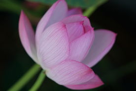 初夏 盛开的粉色荷花