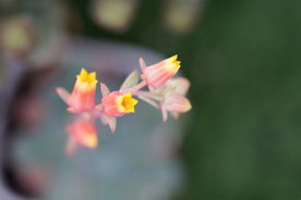 高清 多肉花箭 娇嫩花束
