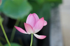 初夏盛开的粉色荷花