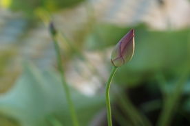 初夏 荷花花苞