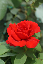 高清红色月季花