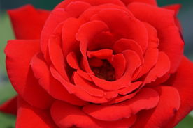 高清红色月季花特写