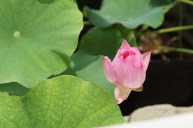 一支含苞待放的荷花