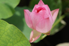 含苞待放的荷花