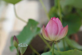 含苞待放的荷花