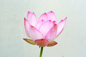 枯萎 凋零 荷花