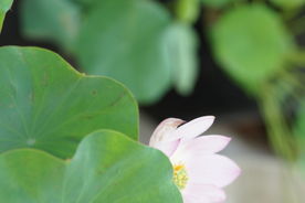 初夏盛开的荷花