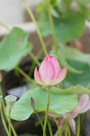 初夏 荷花花苞