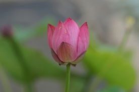 一支含苞待放的荷花