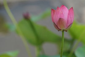 含苞待放的荷花