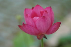 含苞待放的荷花