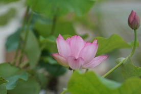 荷花 莲花 荷叶