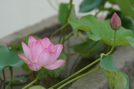 荷花 莲花 荷叶