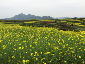 油菜花