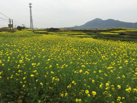 油菜花