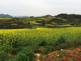 油菜花