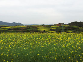 欧洲油菜花