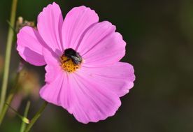 波斯菊