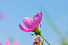 波斯菊