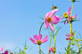 波斯菊