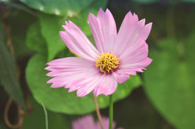 波斯菊