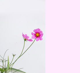 波斯菊