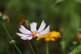 波斯菊