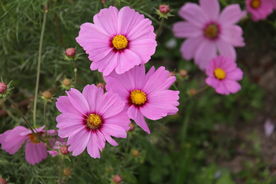 小菊花