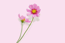波斯菊