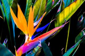 天堂鸟花