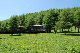 高山草甸