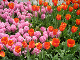 郁金香花束