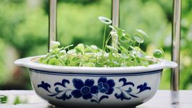铜钱草