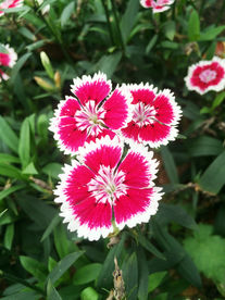 石竹花
