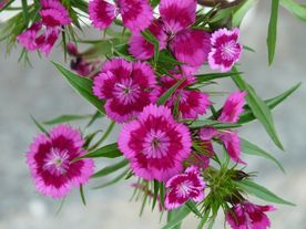 石竹花