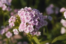 石竹花