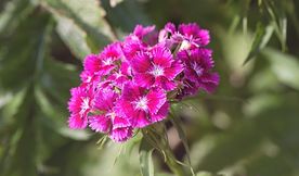 石竹花