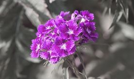 石竹花