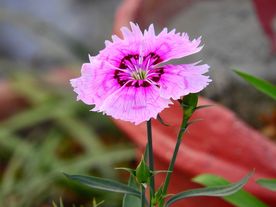 石竹花