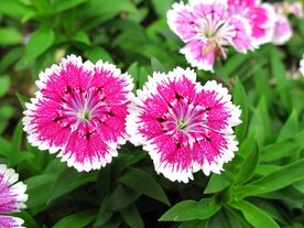 石竹花