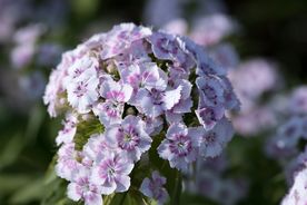 石竹花