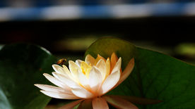 莲花与蜜蜂
