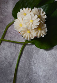 韩式裱花纸杯蛋糕