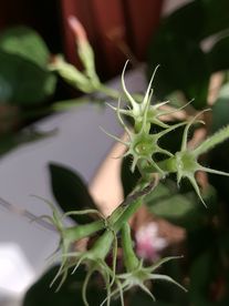 雨露植物