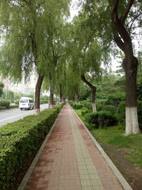 林荫小路
